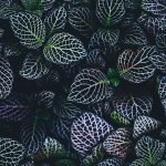 annie-spratt-199471-unsplash