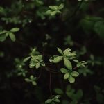 ben-karpinski-uR_pNOruRPk-unsplash