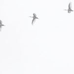 john-moeses-bauan-EiwfpX6mh1w-unsplash